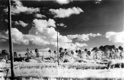 Trees with clouds