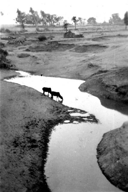 Animals drinking water