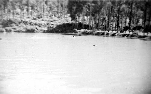 Lake and trees