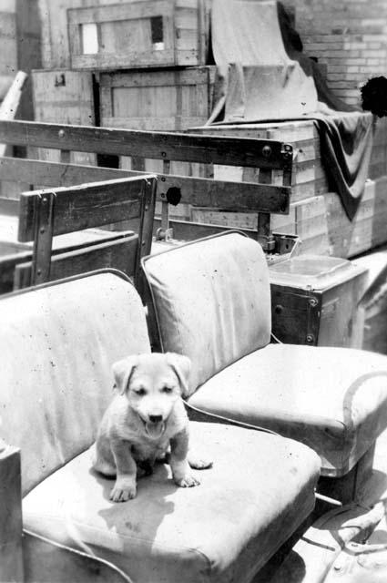 Puppy on truck seat