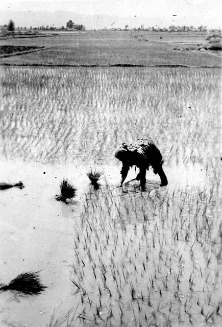 Woman working in rice paddy