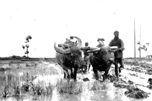 Buffalo working rice paddies