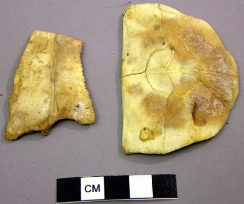 Turtle shell fragments