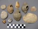 Shells found among graves
