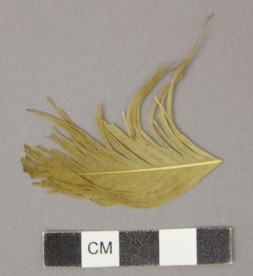 Feather, buff, with 4 fiber fragments