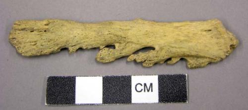 Faunal remains, bone