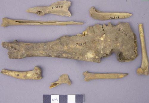 Faunal remains, mandible and long bones