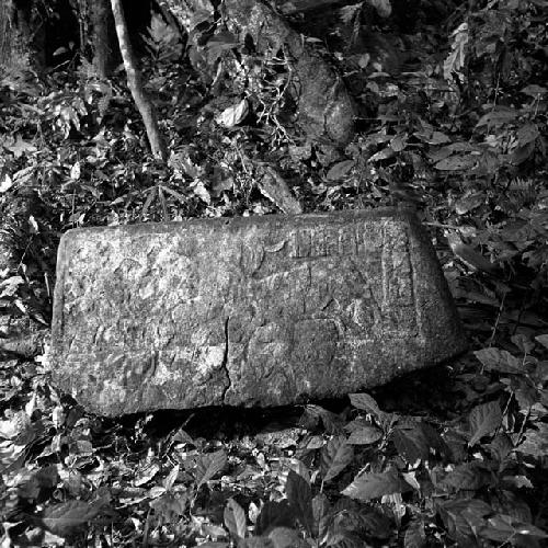 Stone of Hieroglyphic Steps at La Amelia