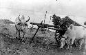 Oxen with cart full of wood