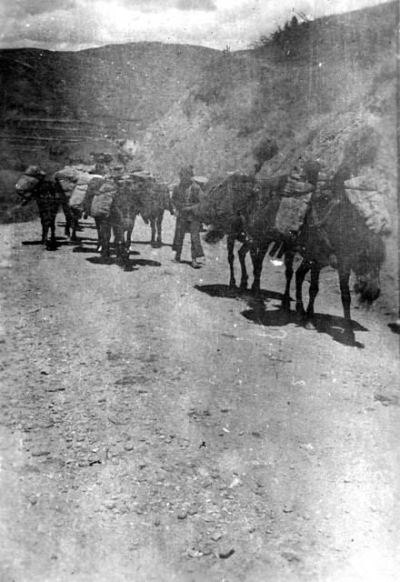 Men with mules