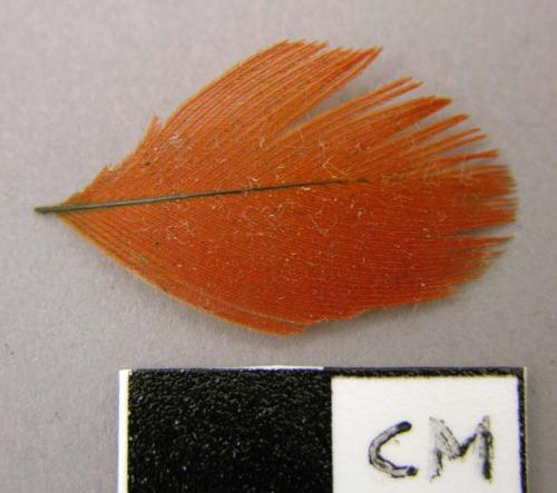 Feather, orange, portion of?