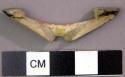 Fragment of incised shell bracelet used as bangle