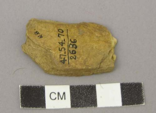 Fragment of shaft of tibia - illustrating use of bone of extinct moa