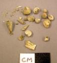 Fragmentary shells found in cinerary urn 50/8721