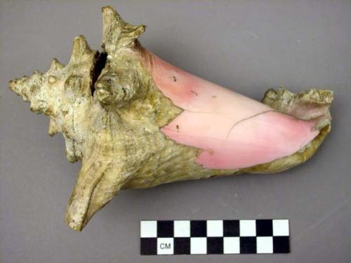 Shell, univalve, Queen conch, Strambus gigas, broken