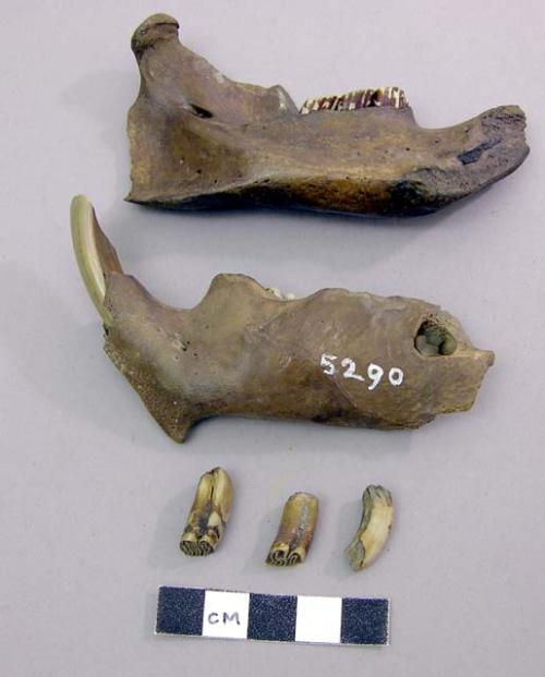 Jaws of beaver, lower. Castor canadensis (beaver).