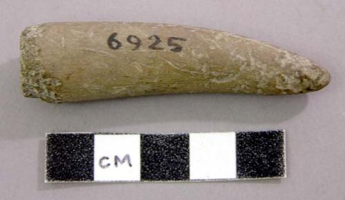 Tip of tine of antler. Cervide, antler.