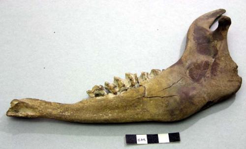 Jaw bones and teeth of ox. Bovidae, bos taurus