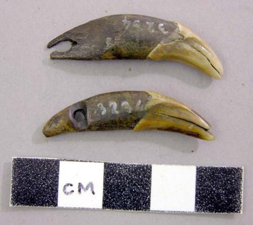 Pendants of teeth & bone (teeth of dog). Canine teeth, possibly canis familiaris