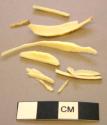 Faunal bone fragments, boar tusk
