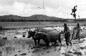 Men and buffalo in rice paddy