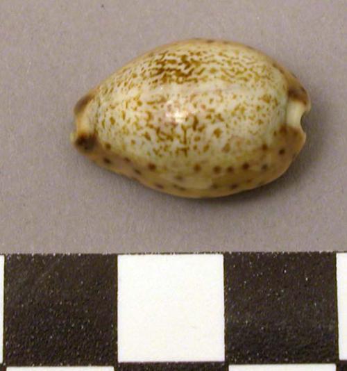 Shell, cowrie