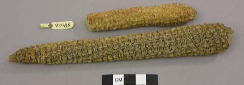 Corn cobs