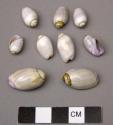 Olivella shells