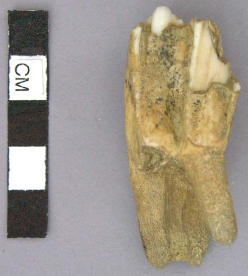 Bone, Bos taurus, cow maxillary tooth