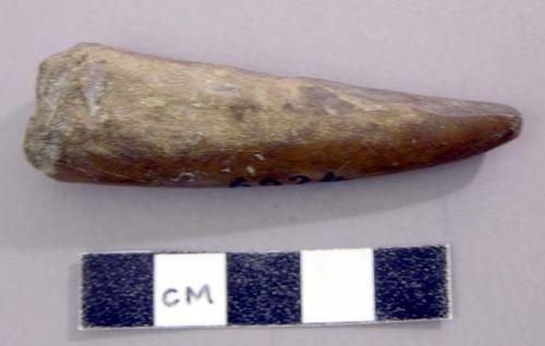 Tip of tine of antler. Cervidae, antler.