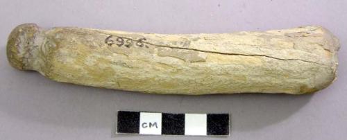 Handle for chisel, with knob on the top. Cervid, antler.