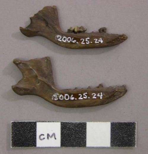 Mandibles of small carnivore. Erinaceus europaeus, mandibles (hedgehog).