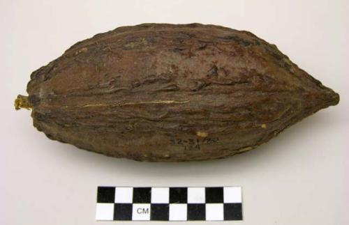 Cocoa pod