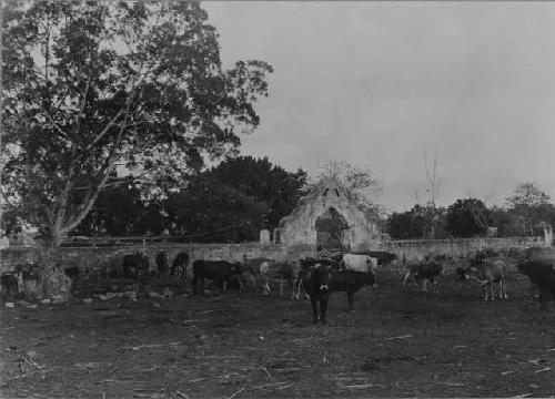 Santa Anna; Yucatan; Corral and Gate