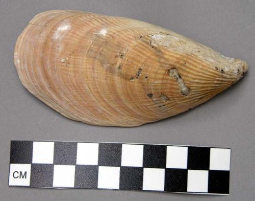 Shell, probably used as a spoon