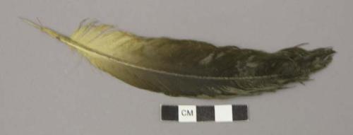 Brown and buff feather with organic residue, cut pointed tip
