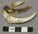 Boar tusk fragments