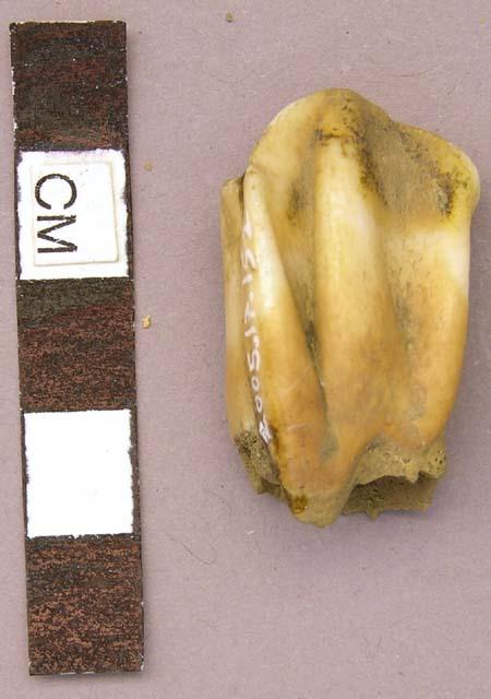 Bone, Bos taurus, cow loose maxillary tooth