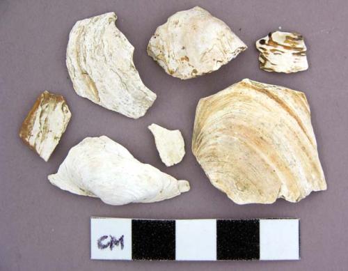 Shell, oyster shells