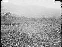 Mound 41 - looking south