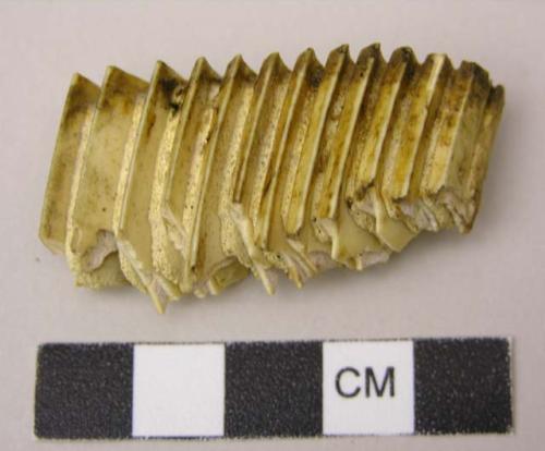 Fish tooth used for painting faces of the indians