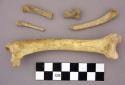 Bone, possible bird, possibly including femur