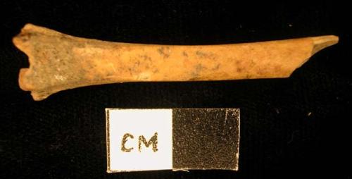 Faunal remain, fragment, distal right tibia, Leporid, Sylvilagus?; possibly worked, perforator