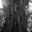 Strangler fig at Topoxte