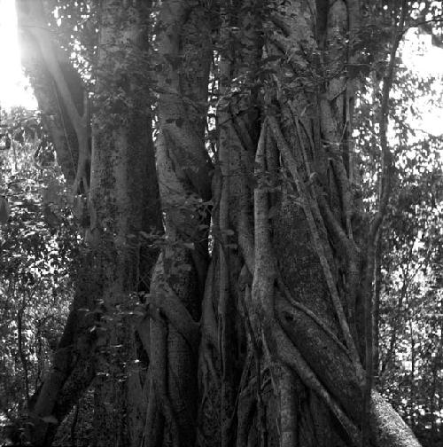 Strangler fig at Topoxte