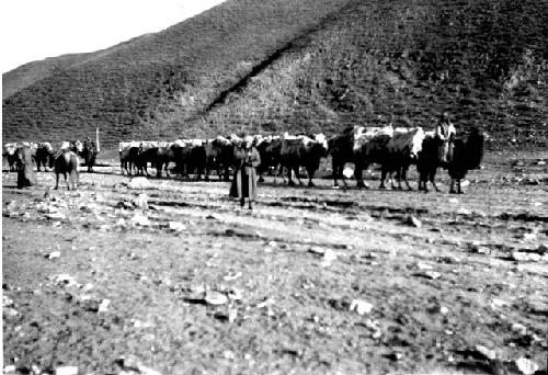 Men leading Bactrian camels and horses