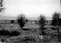 Man and ox ploughing fields