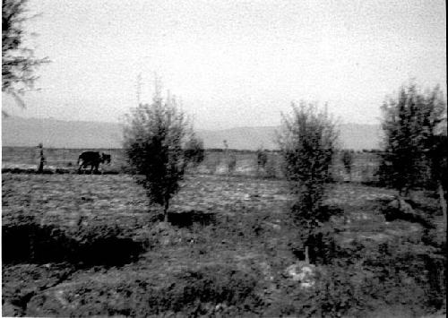 Man and ox ploughing fields