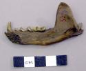 Lower jaw of otter