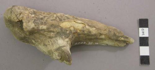 Broken piece of antler. Large cervid, antler.